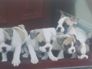 French Bulldog Puppies Waterford