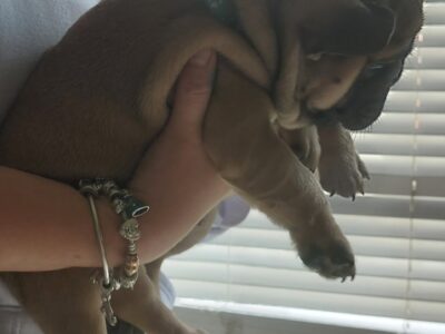 French Bulldog Puppies for Sale in Limerick