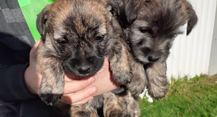 Yorkshire/border terrier puppies