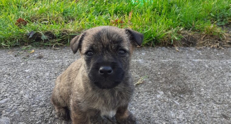 Yorkshire/border terrier puppies