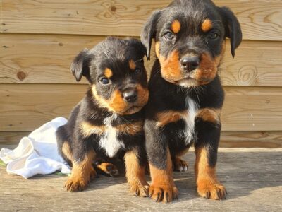 Boxweiller Puppies for Sale in Dublin