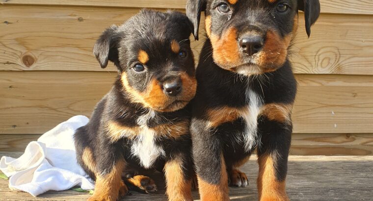 Boxweiller puppies