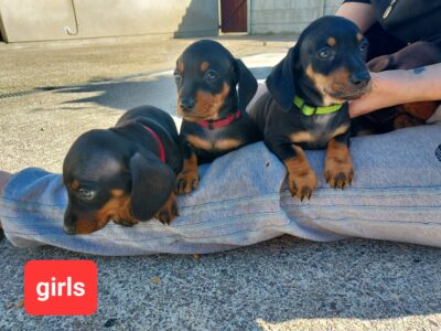 Dachshund Puppies for Sale in Cork – Friendly