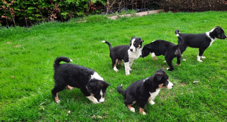 **1 male left** Collie sheepdog pups