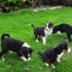 **1 male left** Collie sheepdog pups