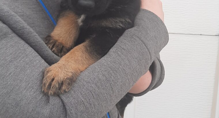 5 Beautiful German Shepherd puppies for Sale .