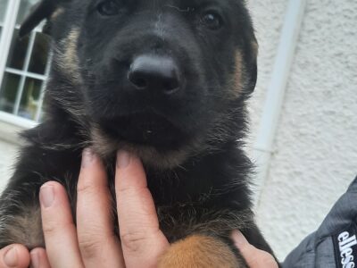 German Shepherd Puppies for Sale in Cavan