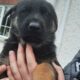 5 Beautiful German Shepherd puppies for Sale .