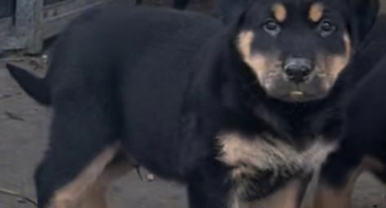 Akita cross Rottweiler cross - Dogs For Sale Ireland