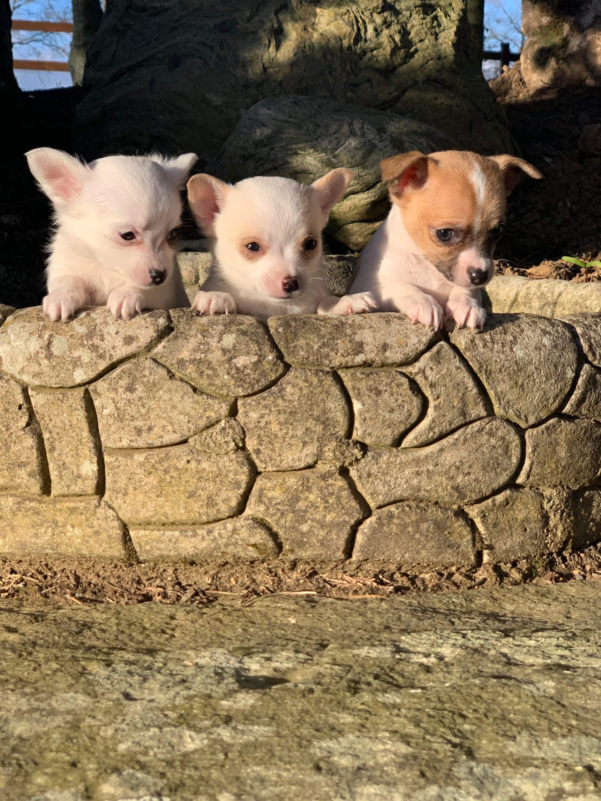 Teacup chihuahuas Dogs For Sale Ireland