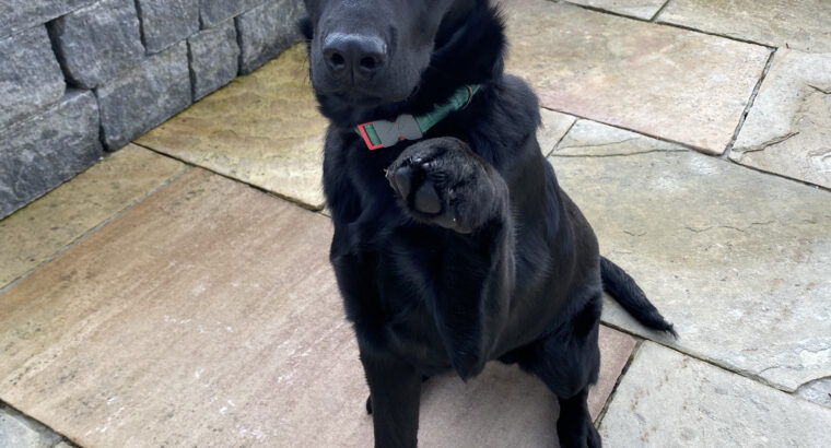 Black Labrador Male 5 month old puppy