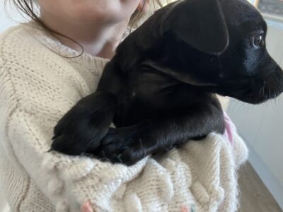 Cockapoo Puppies for Sale in Westport
