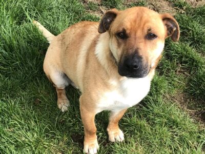 Active Medium Cross Dog in Kildare – Rehome