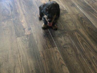 Wire Hair Dachshund for sale in Athlone