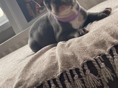 French Bulldog Puppies for Sale in Swords