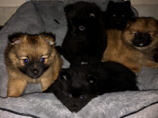 5 Pomeranians for sale