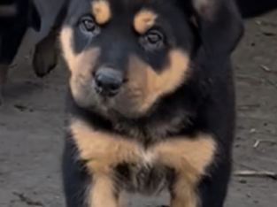 Akita cross Rottweiler cross - Dogs For Sale Ireland