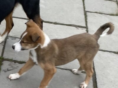 Border Collie/German Shepherd Puppies in Ballyfoyle