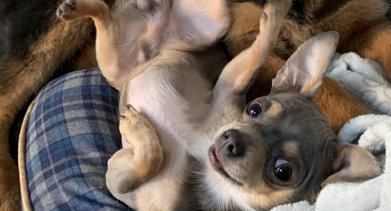 Chihuahua For stud