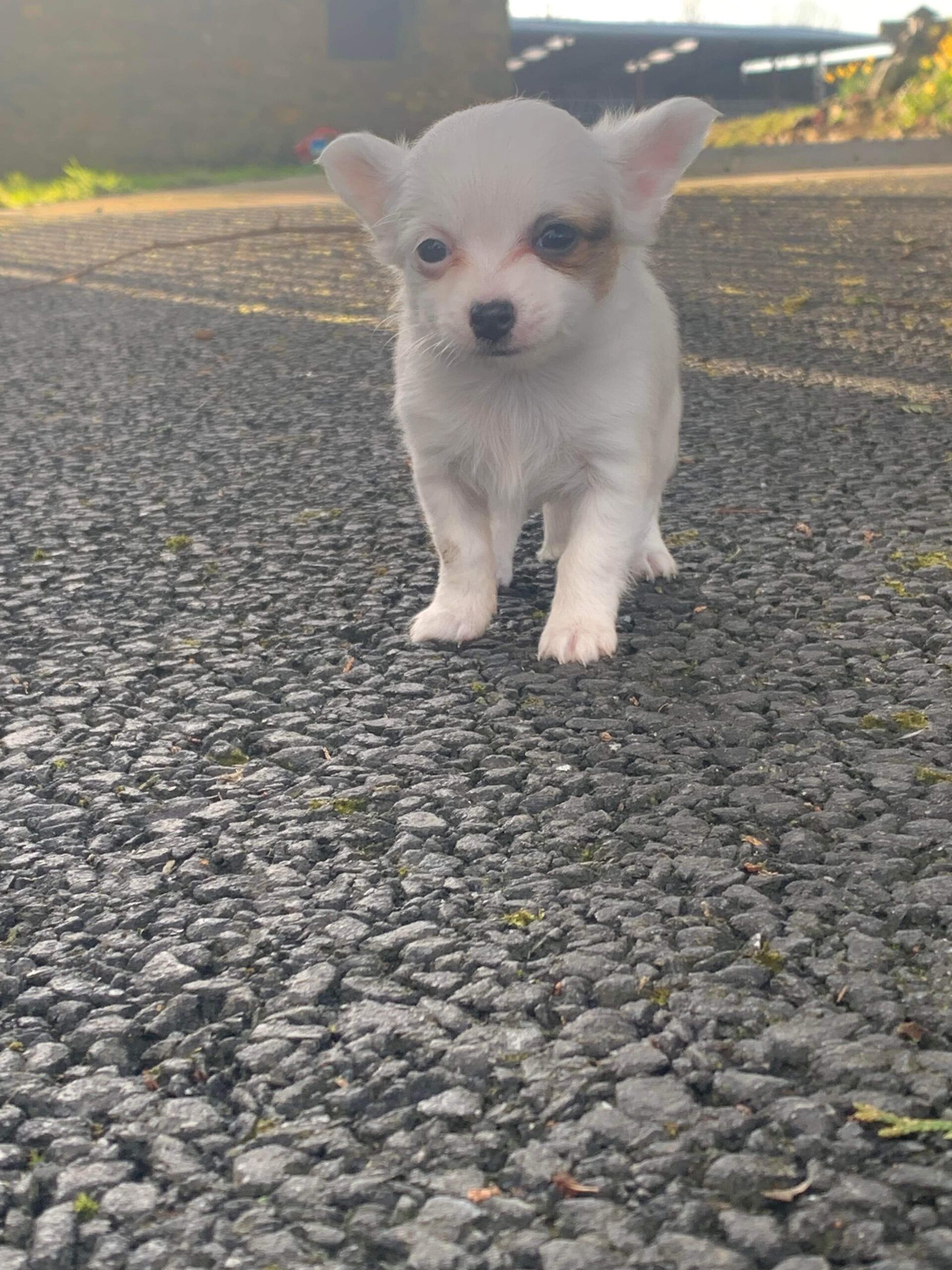 Teacup chihuahuas Dogs For Sale Ireland