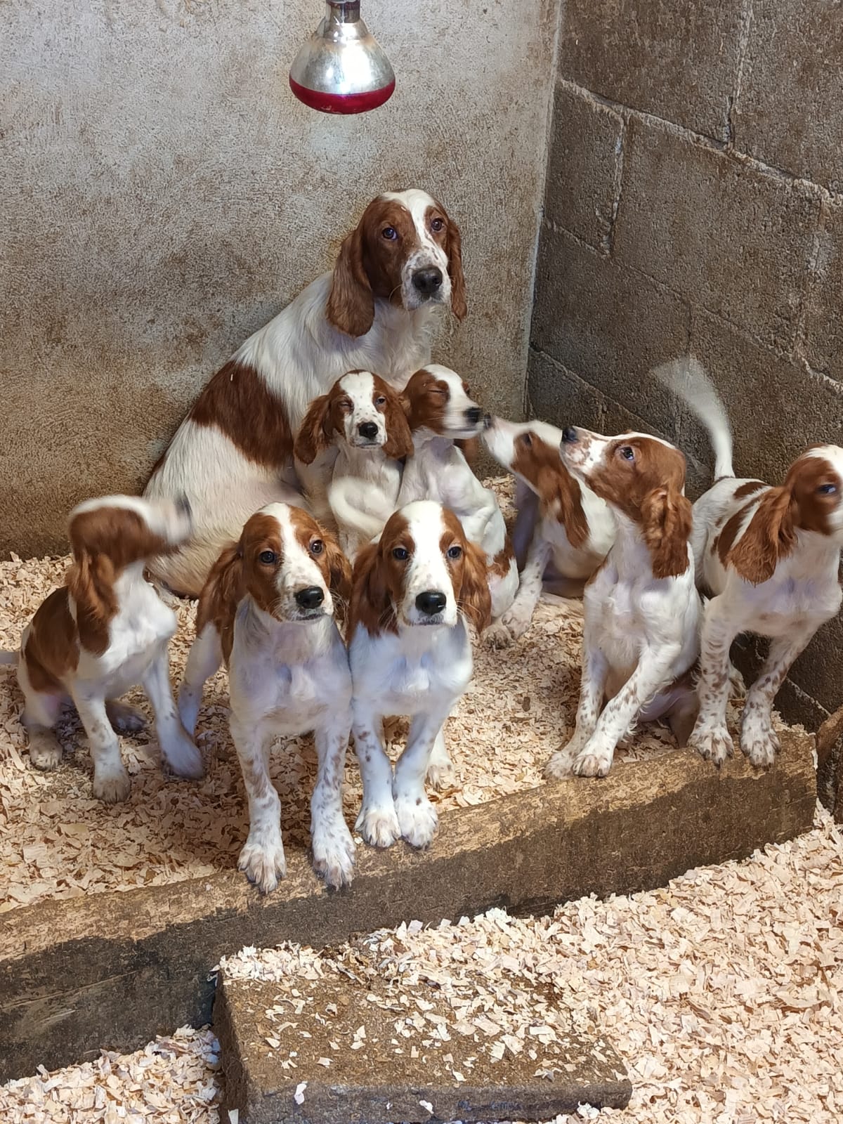 Irish Red and white setters Dogs