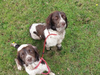 Stunning English Springer Spaniel in Baltinglass