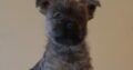 Pure bread cairns terriers for sale