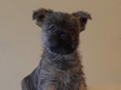 Cairn Terrier Puppies for Sale in Cahir
