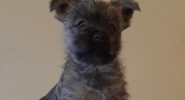 Pure bread cairns terriers for sale