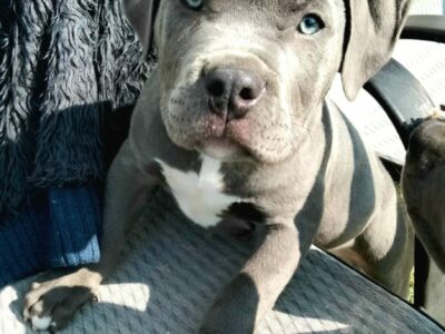 American Bully Puppies for Sale in Dingle