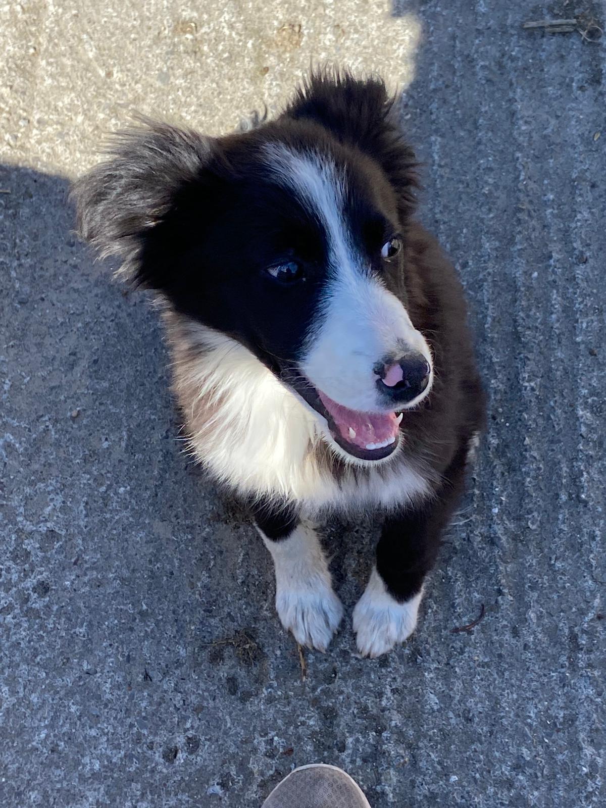 Collie Sheepdog Puppy For Sale - Dogs For Sale Ireland