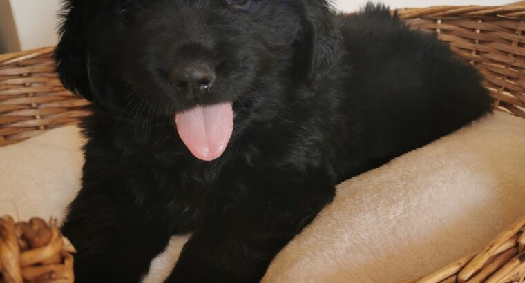 Newfoundland IKC puppies for sale