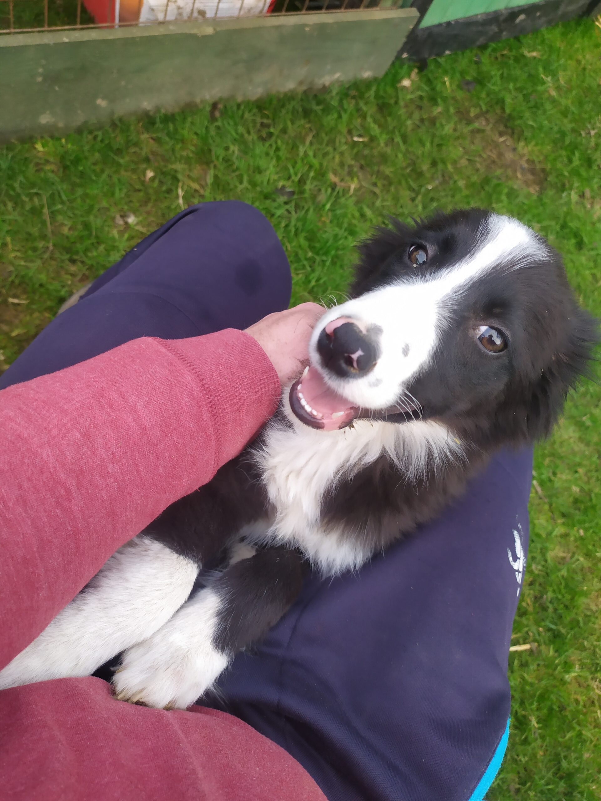 Collie Sheepdog Puppy For Sale Dogs For Sale Ireland