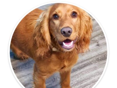 Cocker Spaniel Puppies for Sale in Waterford