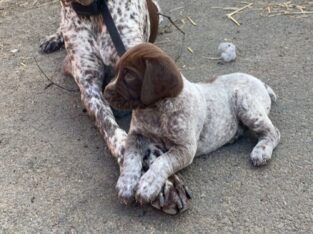 German short haired pointer pups