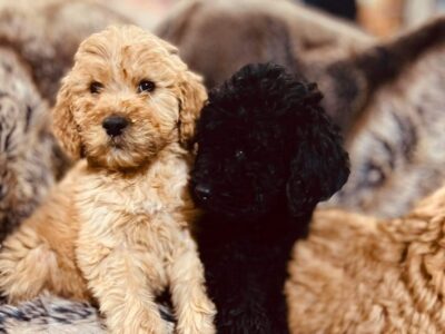 Doodle Puppies for Sale in Borris – Rust Color