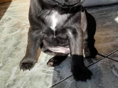 Rare Silver Pugs for Sale in Meath