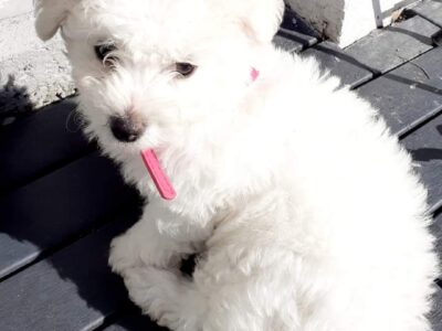 Playful Bichon Frise in Youghal – IKC Registered