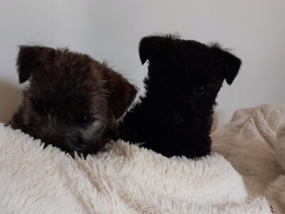 Yorkshire Terrier Puppies for Sale in Co Mayo