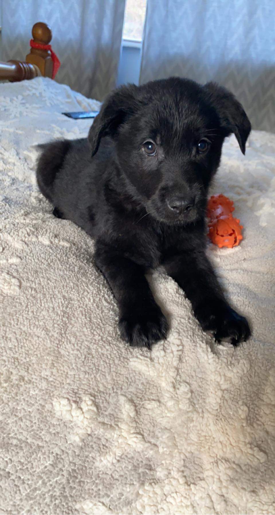 German Shepherd x Golden Retriever pups - Dogs For Sale Ireland