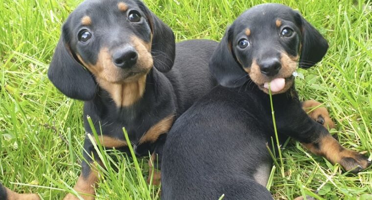 3 Miniature dachshunds - Dogs For Sale Ireland