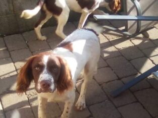Springers for sale