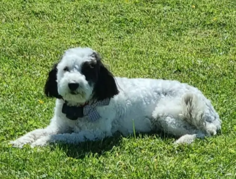 Cockapoo one year old - Dogs For Sale Ireland