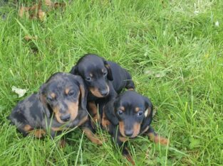 3 Miniature dachshunds