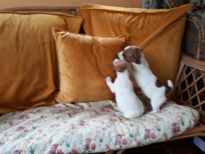 Jack Russell Miniature Puppies in Kildare