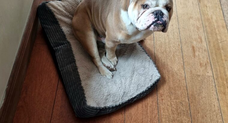 British Bulldog (no papers) must go to good home