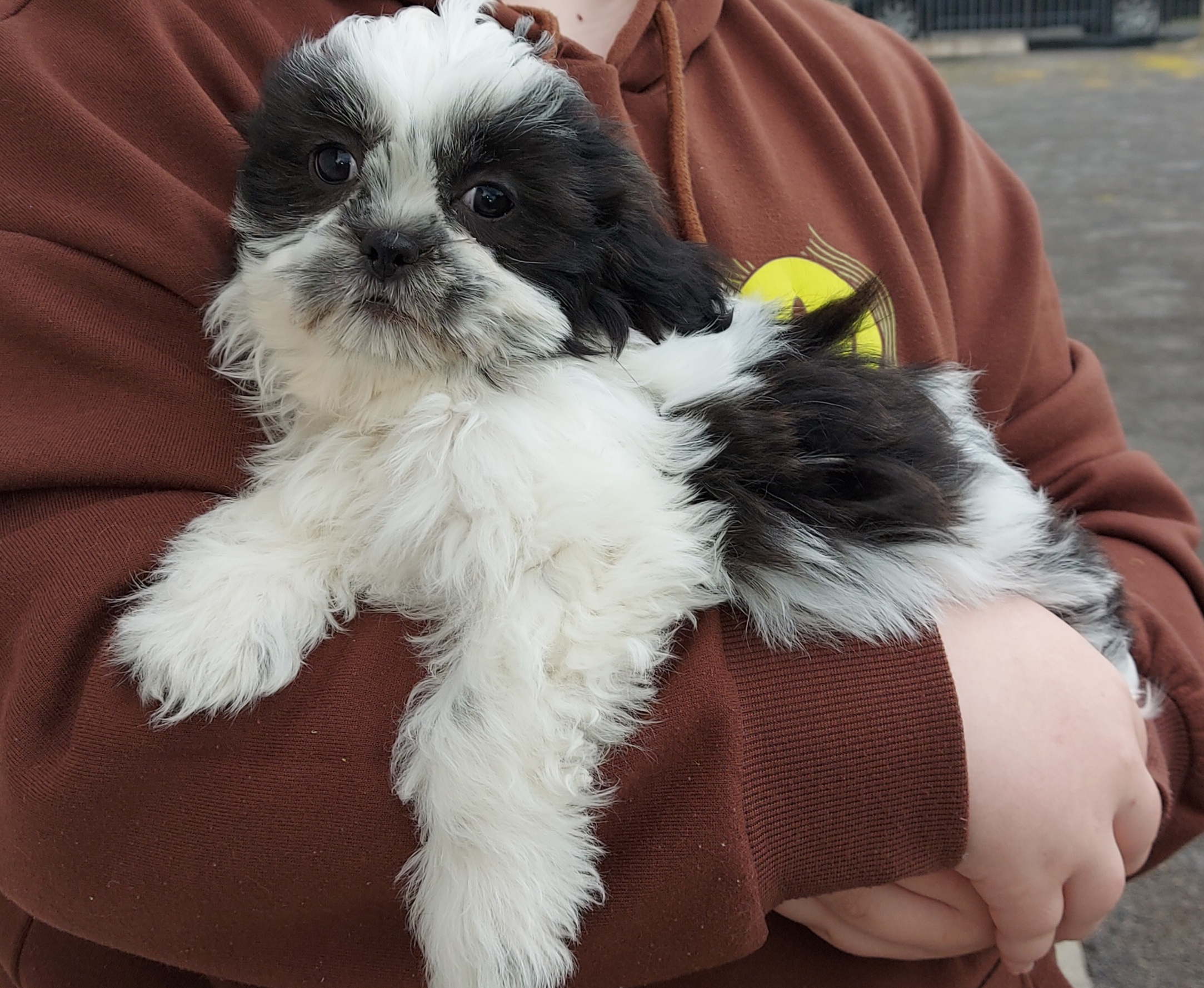 Adorable Shih Tzu Puppy - Dogs For Sale Ireland