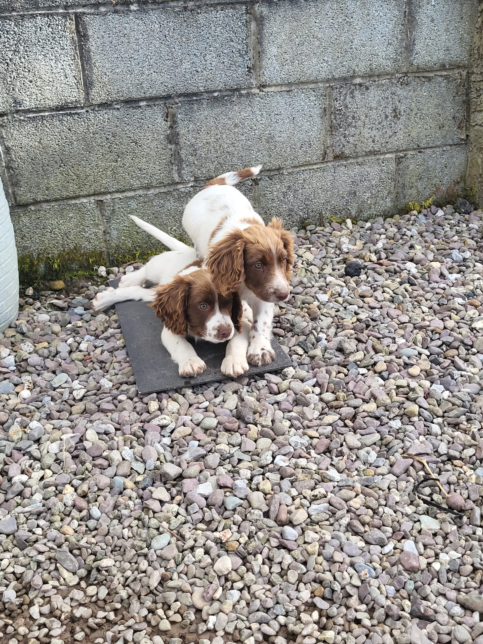 Springer Spaniels for sale Dogs For Sale Ireland