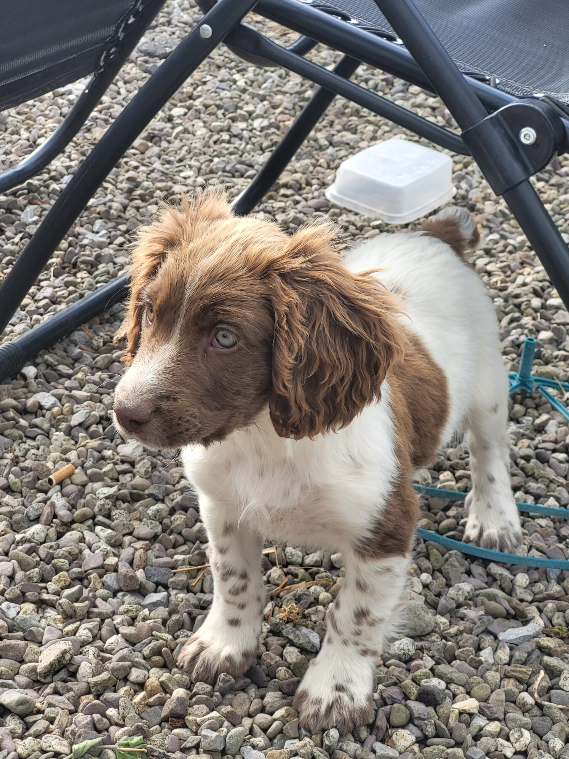 Springer Spaniels for sale Dogs For Sale Ireland