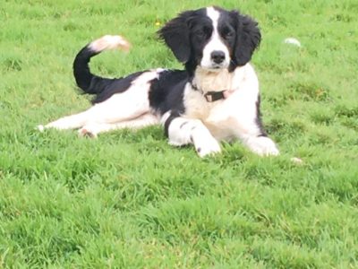 Springer Spaniel Pups for Sale in Leitrim